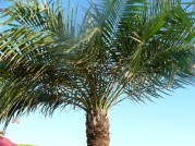 Luminositybeachparty 309